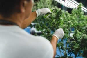 cannabis-light